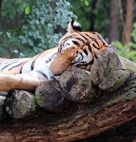 Sleeping tiger